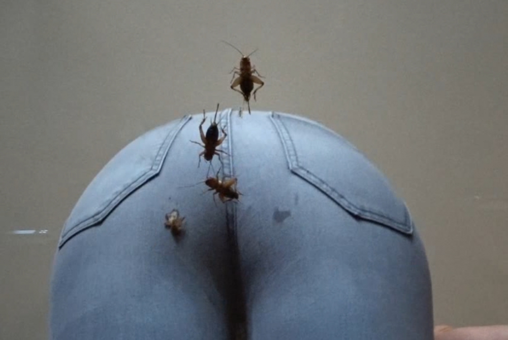 Bild 1 von Butt crush 8 crickets (Grillen) 