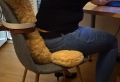 Bild 2 von Big Teddy as a seat cushion in the office