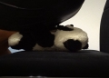 Bild 3 von Buttcrush Facesitting Panda in leather skirt