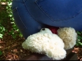 Bild 3 von Outdoor buttcrush part 2: trampeling and destroying  (13 min.)